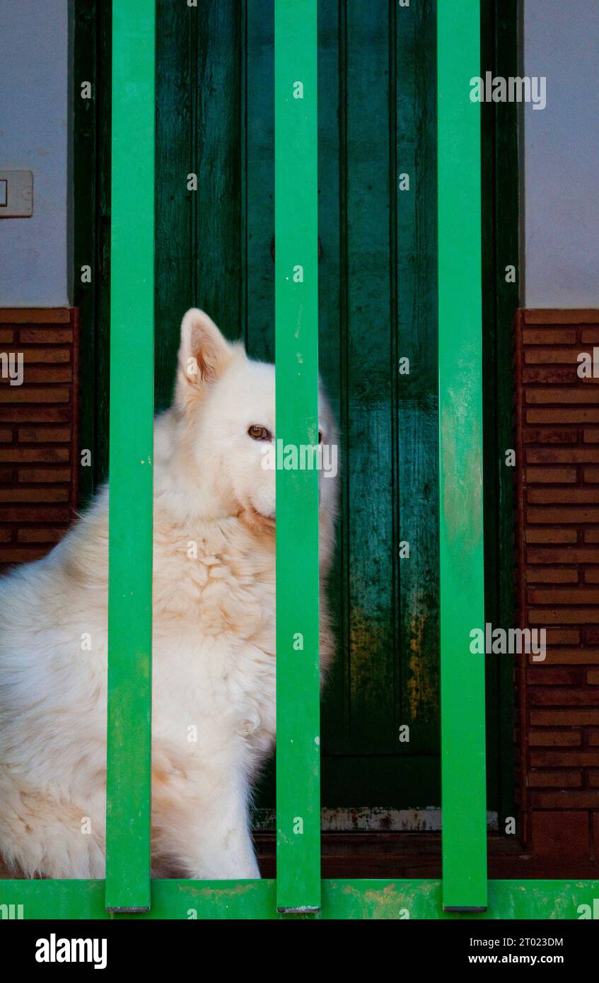 Ein Hund sah hinter einer Tür in Frontón, Gran Canaria Stockfoto