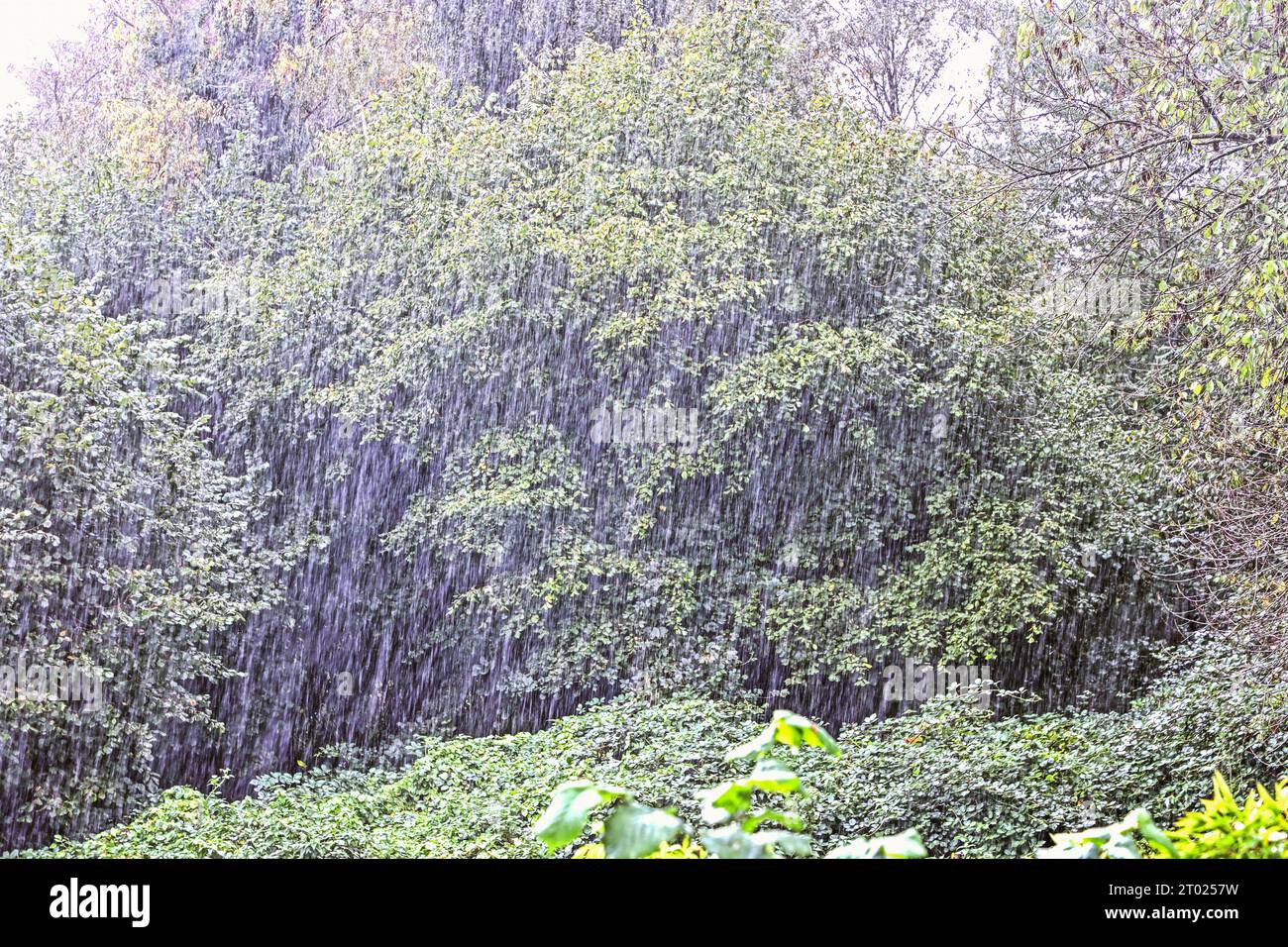 Ugger Regen für die Natur Regenfälle prasseln auf den dürren Boden in der Landschaft und versorgt die Natur mit dringend notwendigem Wasser *** notwendiger Regen für die Natur Regenfälle pelzen den trockenen Boden in der Landschaft und versorgen die Natur mit dringend benötigtem Wasser Credit: Imago/Alamy Live News Stockfoto