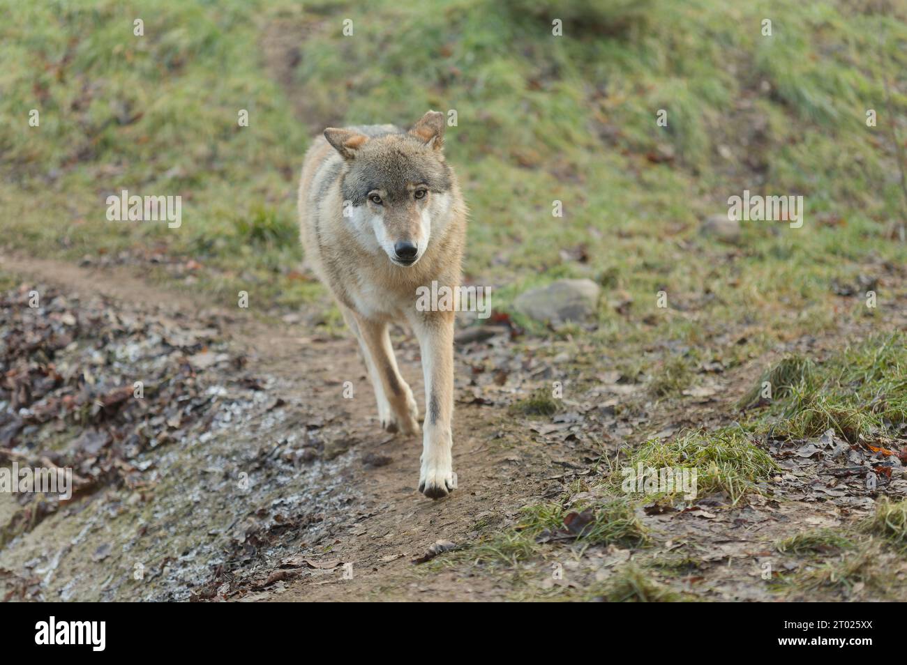 Grauwolf (Canis Lupus), der im Frühjahr auf einem Waldweg in natürlicher Umgebung spaziert. Stockfoto