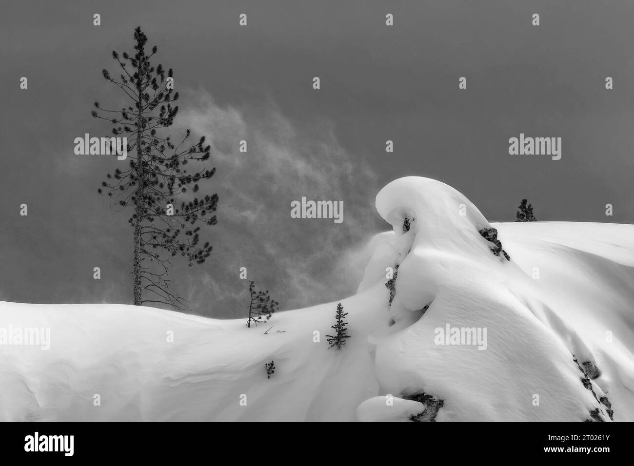 Wehender Schnee im Yellowstone-Nationalpark Stockfoto