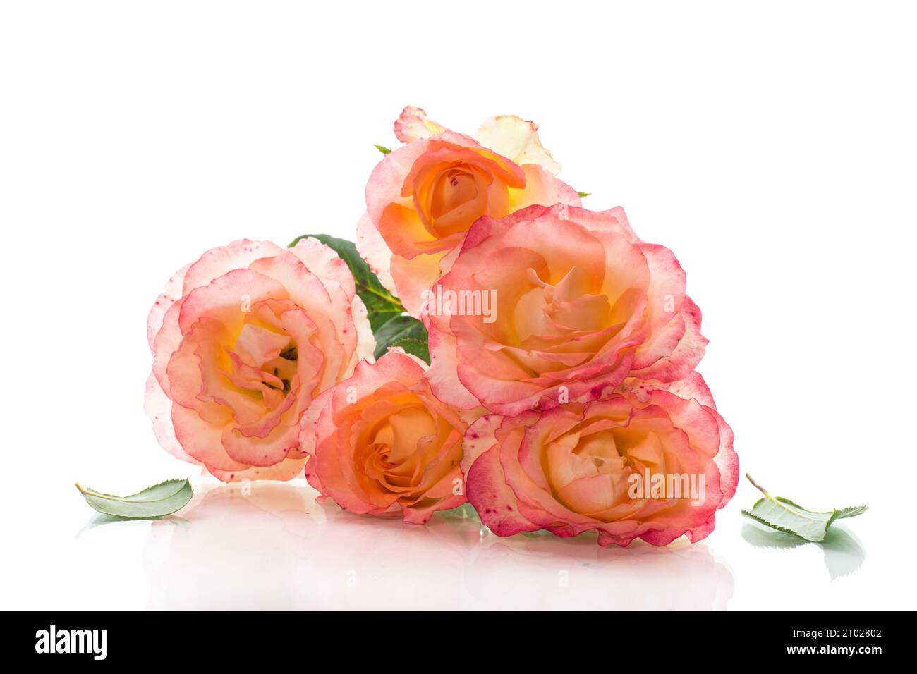 Ein Blumenstrauß aus wunderschönen gelb-roten Rosen, isoliert auf weißem Hintergrund. Stockfoto