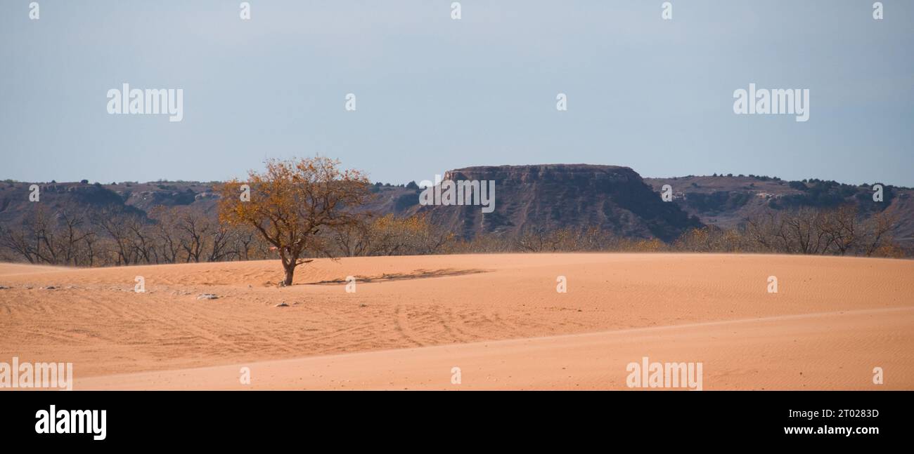 Baum im Little Sahara State Park in Waynoka, OK Stockfoto