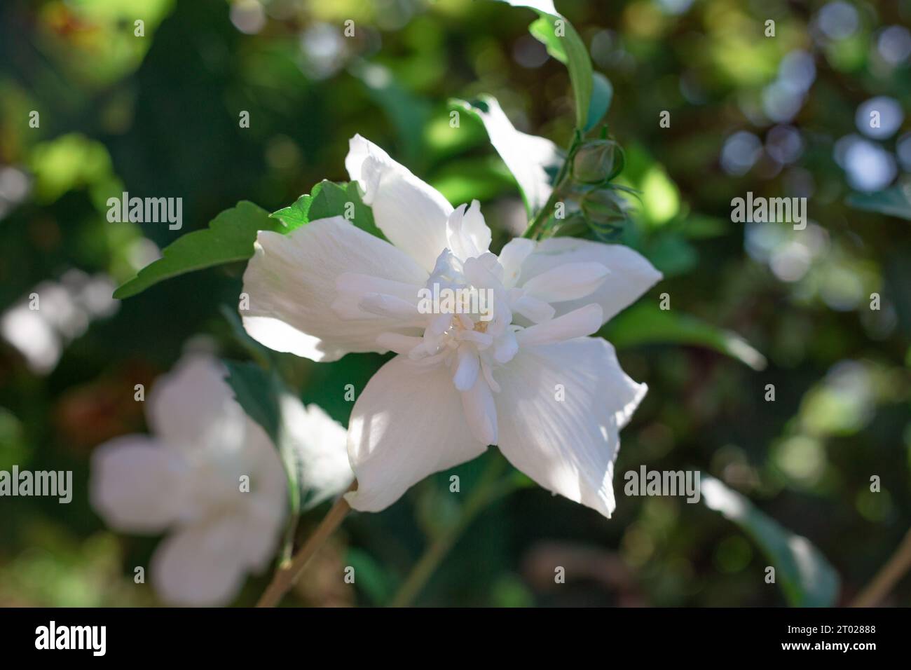 Weiße Frottee-Hibiskusblüte auf einem grünen Busch. Zierpflanze im Garten. Stockfoto