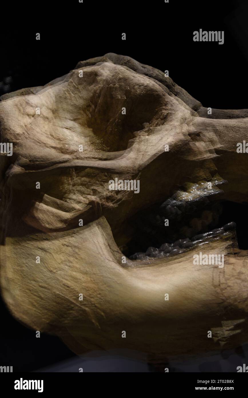 Ein mehrfach belichtetes verschwommenes Bild eines Dinosaurierskeletts Stockfoto