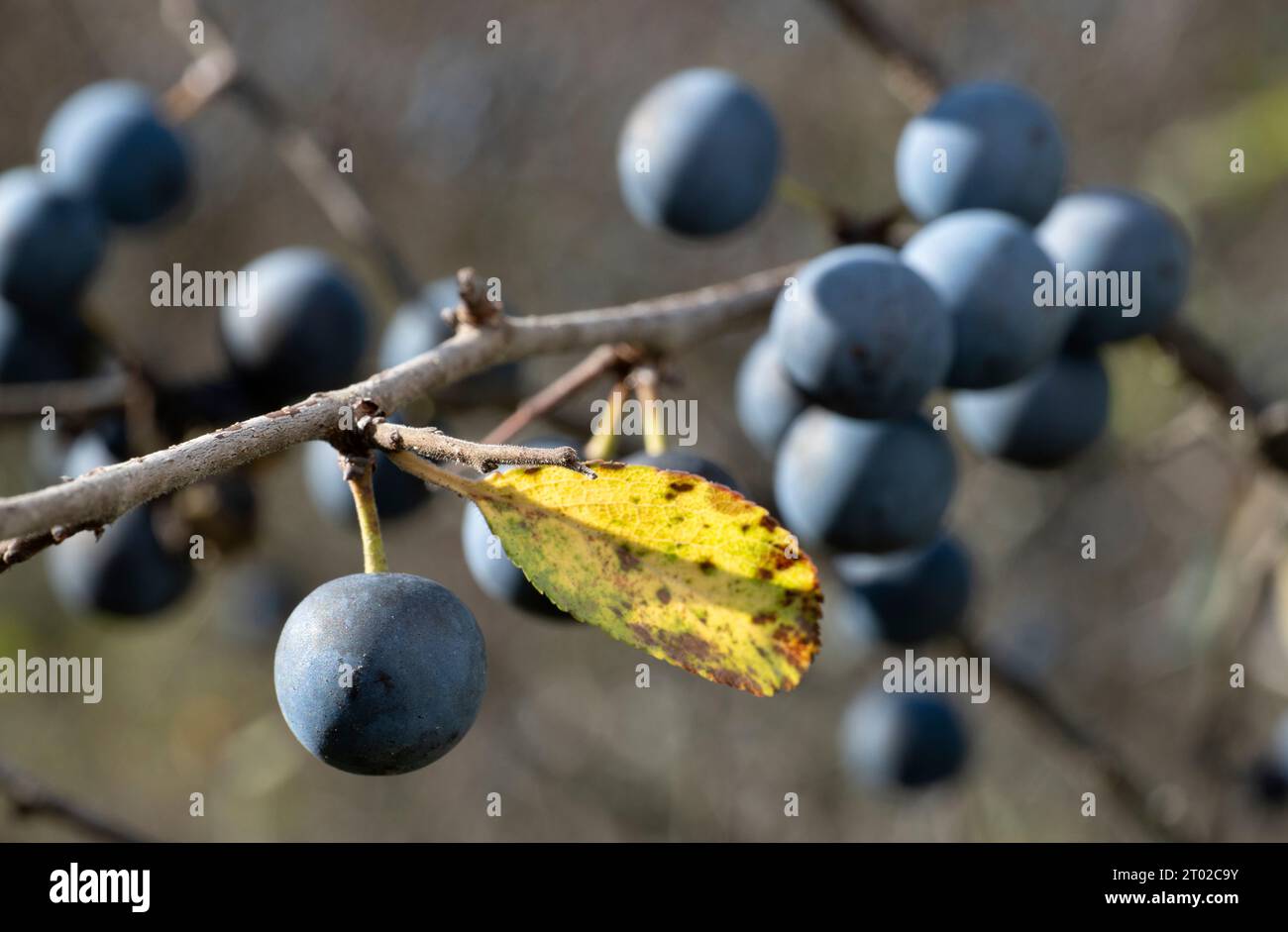 Herbstgarten, Feigenpflaume (Thorn) mit Reifen dunkelblauen Barries auf Zweigen. (Prunus spinosa). Stockfoto