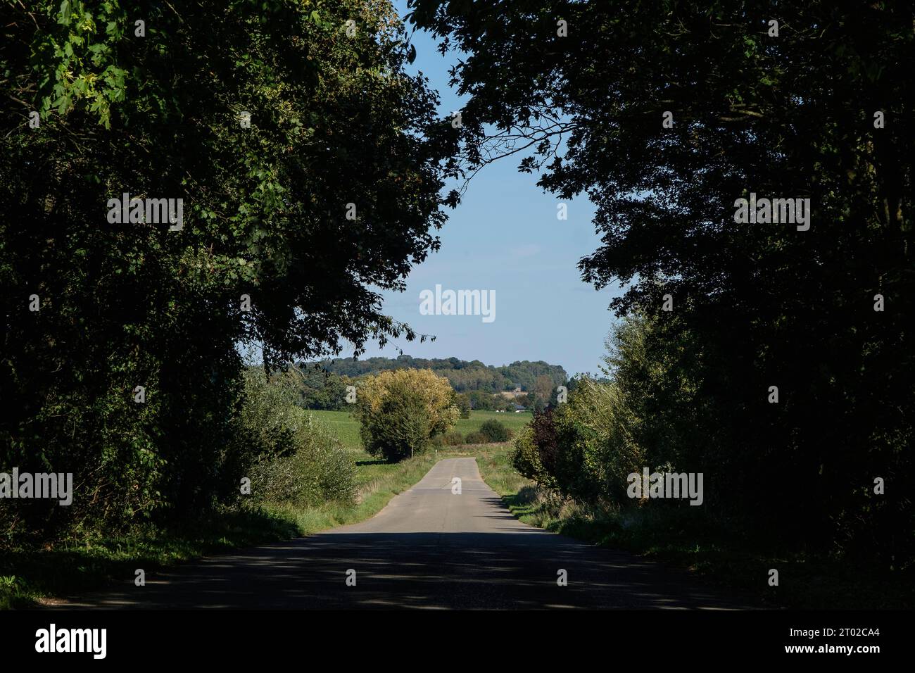 Route de Campagne bordee d'arbres qui donnent l'Impression d'un Tunnel Arbore et qui debouche entre deux champs | baumumrandete Straße in Wallonien Stockfoto