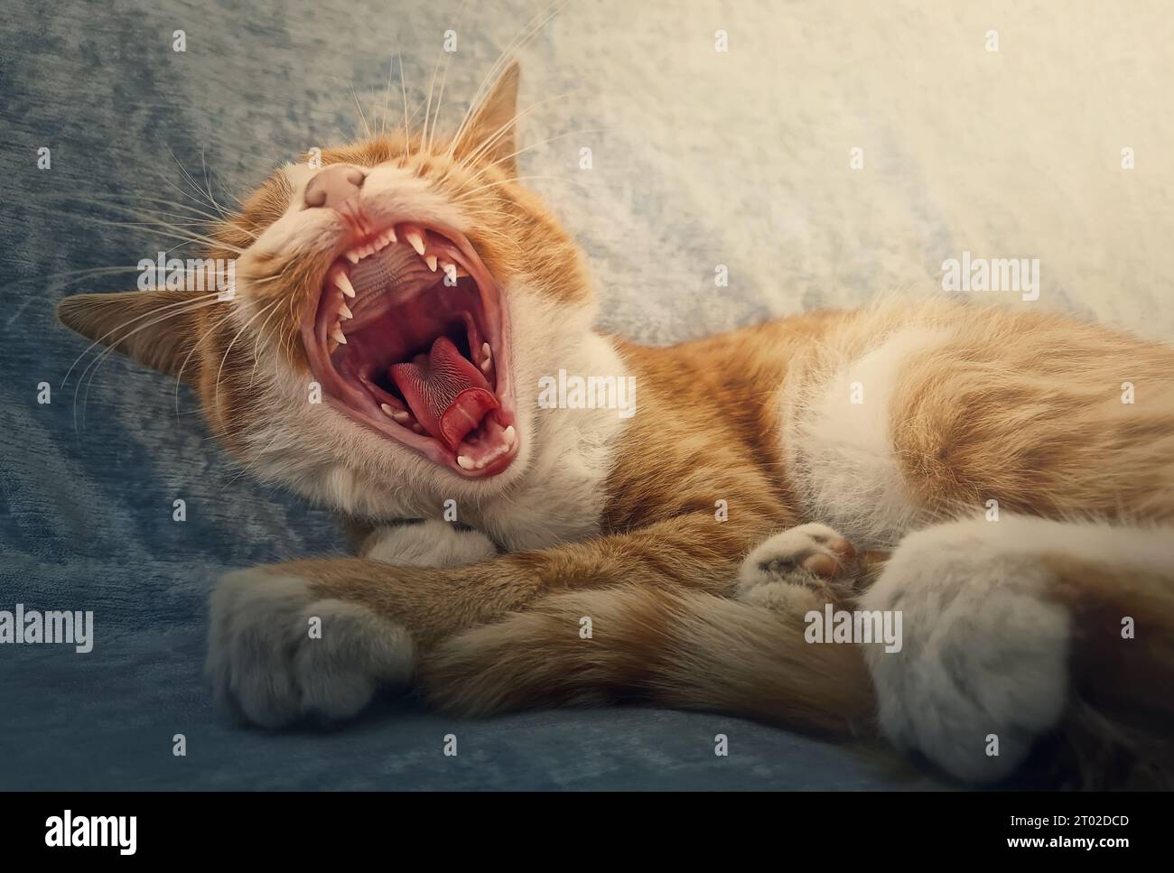 Nahporträt des verschlafenen orangen Katzengähns. Ginger Kätzchen macht drinnen ein Nickerchen auf dem gemütlichen Sofa und sitzt bequem Stockfoto