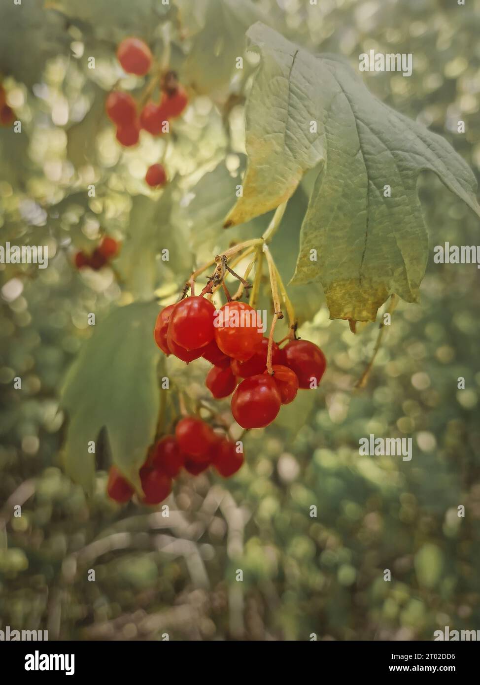 Frische, reife Viburnum-Beeren, die auf dem Busch im Wald wachsen. Nahaufnahme rote Wildbeeren, Gelder Rose Herbstfrüchte in freier Wildbahn Stockfoto