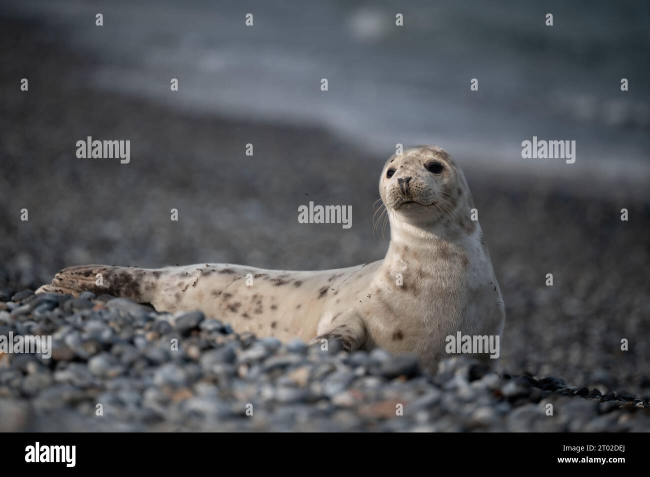 Seal auf der Insel Helgoland Stockfoto Seal auf der Insel Helgoland Stockfoto