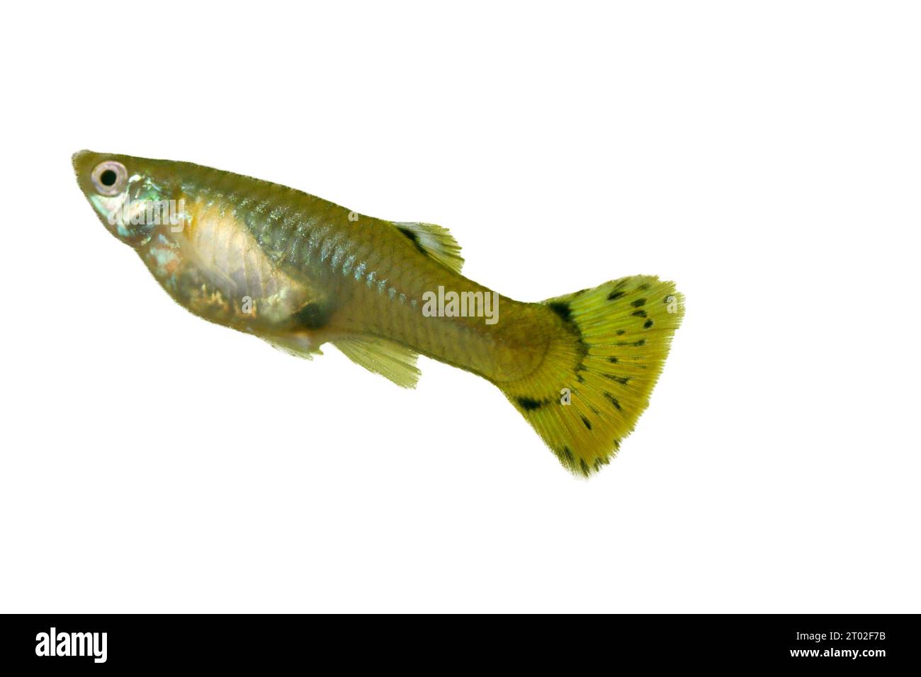 Eine weibliche Guppy (Poecilia reticulata), ein beliebter Süßwasseraquariumfisch Stockfotografie