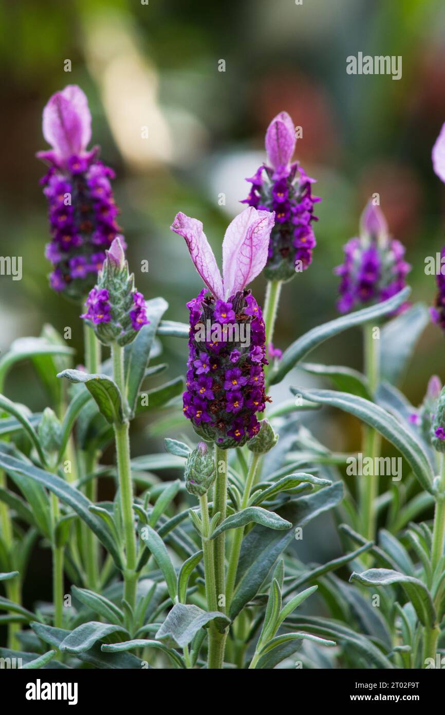Lavendelpflanze, Blume (Lavandula Stoechas) im Garten Stockfoto