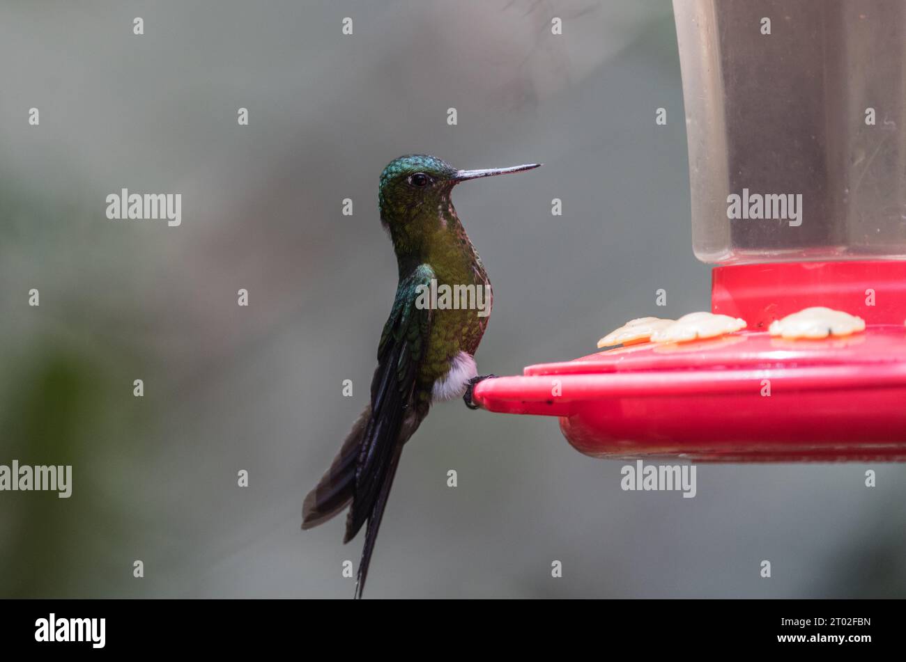 Saphirbelüftetes Puffleg (Eriocnemis luciani) auf einem Futterhäuschen in Ecuador Stockfoto