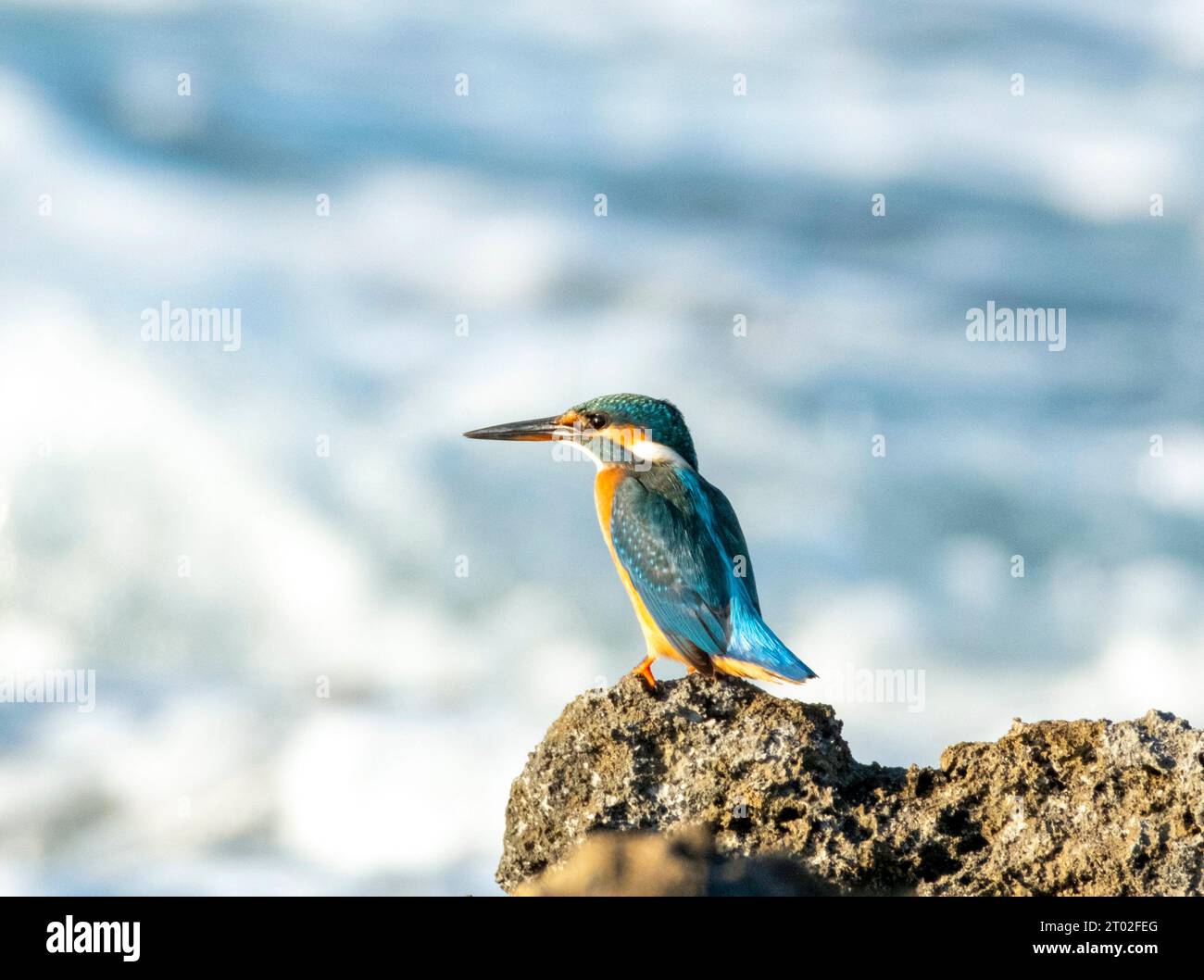 Eisvogel (Alcedo Atthis) fischen an der felsigen Küste in der Nähe von Paphos, Zypern Stockfoto