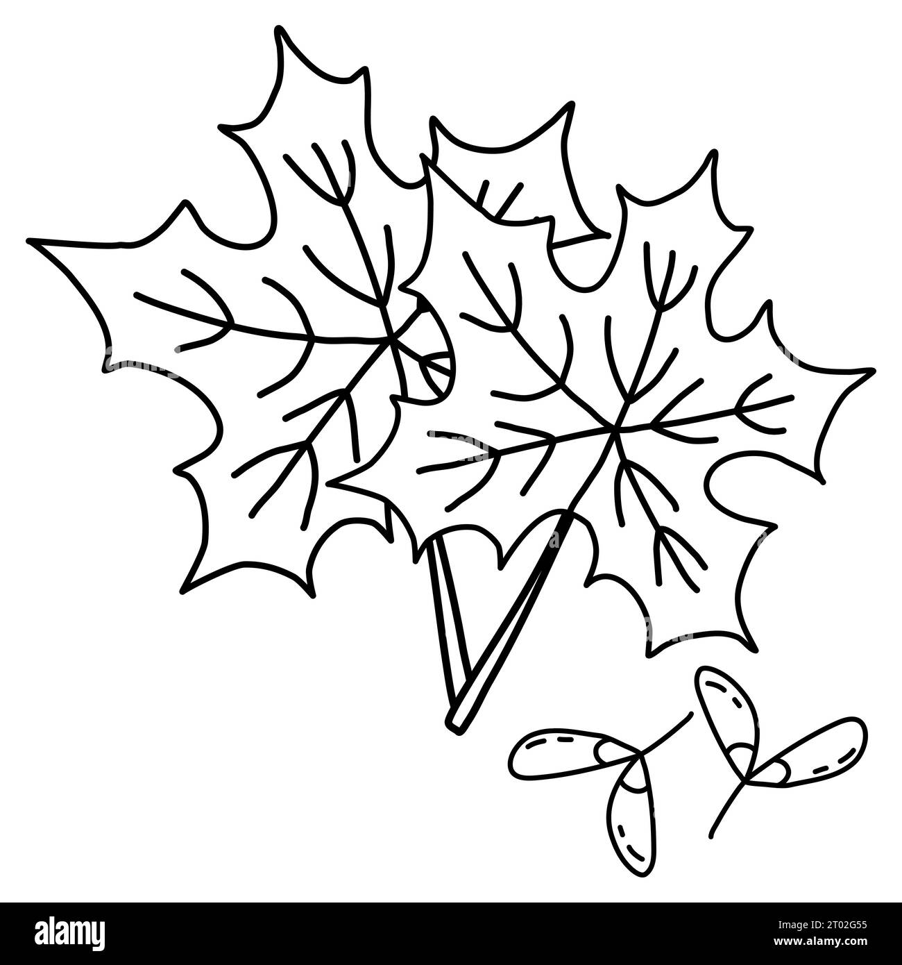 Ahornblätter und Samen oder Hubschrauber, Herbst Design Element, Doodle Stil flache Vektor Umrissillustration für Kinder Malbuch Stock Vektor