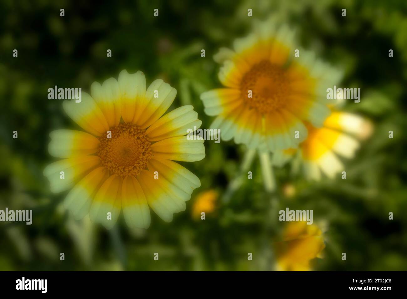 Natürliche Nahblühende Lebensmittelpflanze, Chop Suey Greens „Shungiku“. Stockfoto