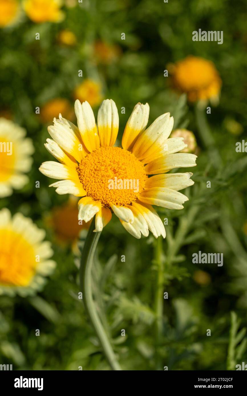 Natürliche Nahblühende Lebensmittelpflanze, Chop Suey Greens „Shungiku“. Stockfoto