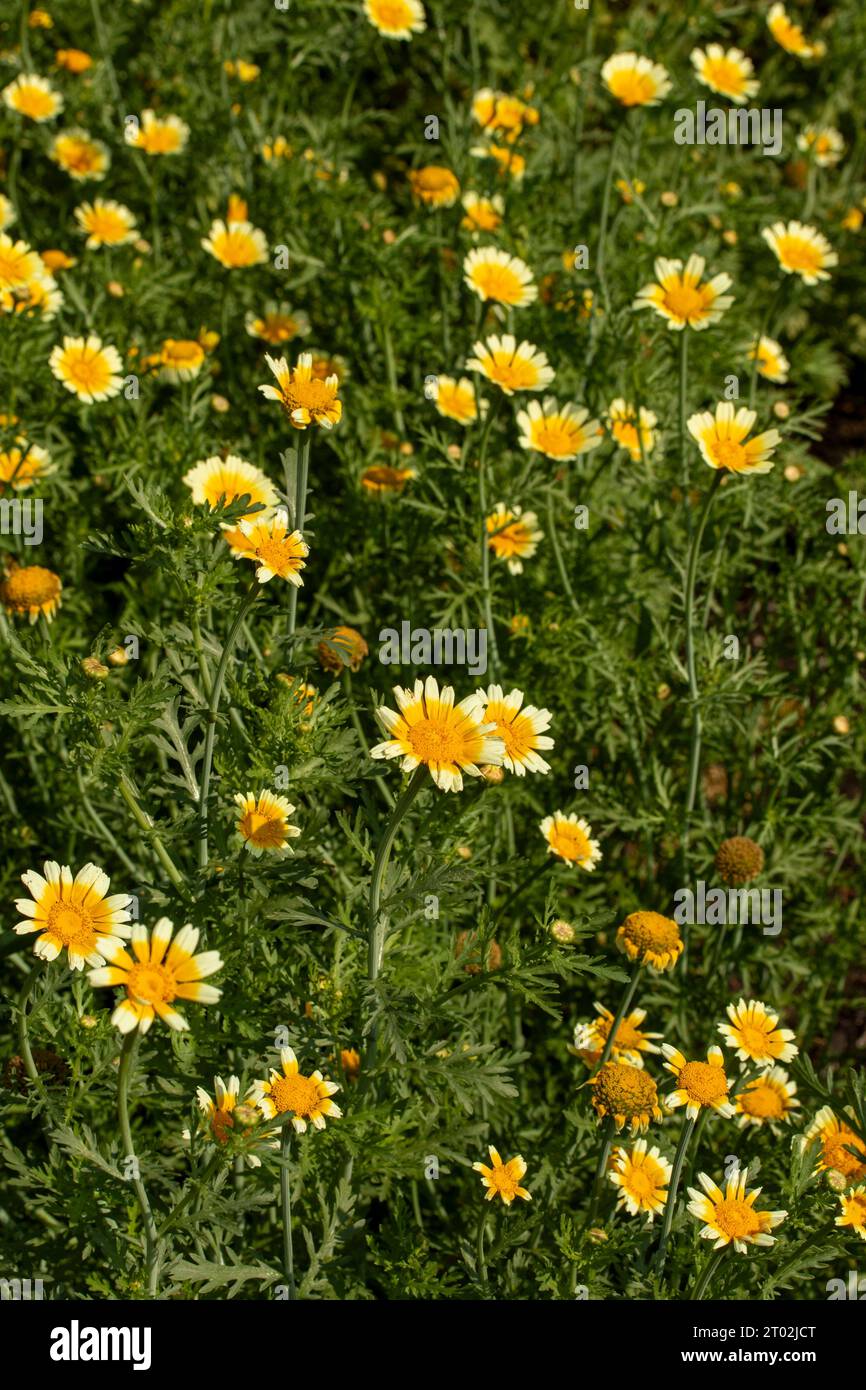 Natürliche Nahblühende Lebensmittelpflanze, Chop Suey Greens „Shungiku“. Stockfoto