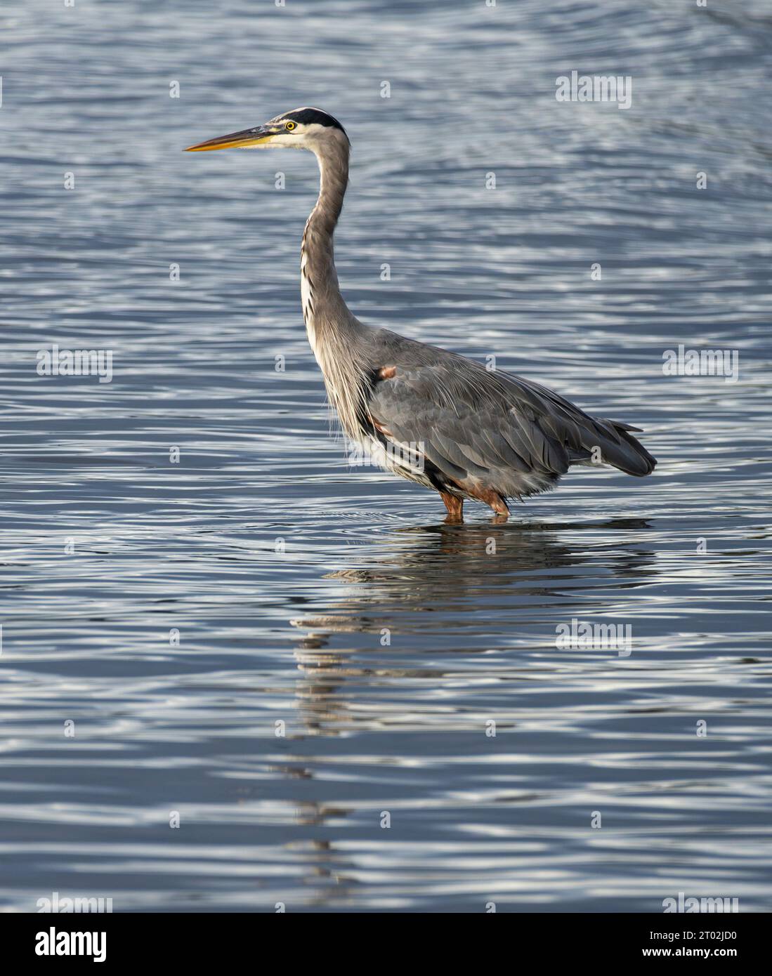 Ein großer Blaureiher (Ardea herodias) weht in der Nähe von Tower Point im Witty's Lagoon Regional Park in Metchosin, British Columbia, Kanada. Stockfoto