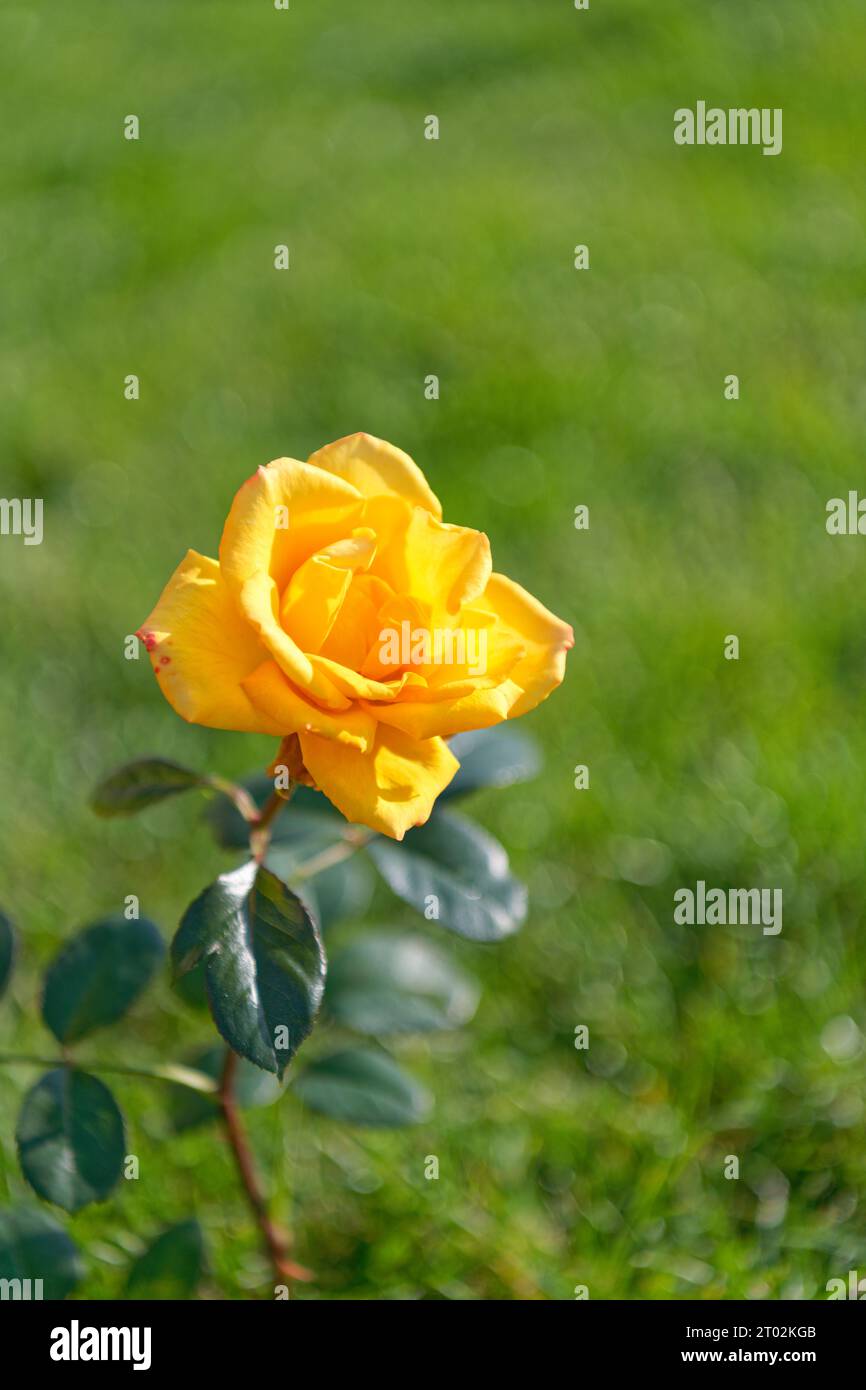 Gelbe Rose in einem Garten auf dem unscharfen Hintergrund eines grünen Rasens. Selektiver Fokus. Niedrige Freiheitsgrade Stockfoto