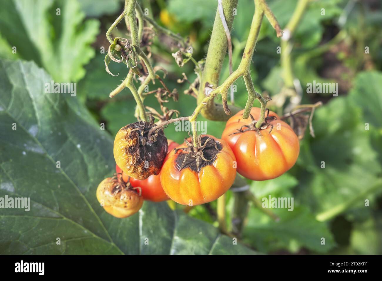 Nahaufnahme von organischen Tomaten, die mit Phytophthora infestans infiziert sind, selektiver Fokus. Stockfoto