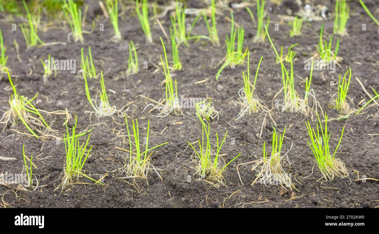 Neu entstehende Setzlinge in einer Bio-Gemüseplantage, selektiver Fokus. Stockfoto