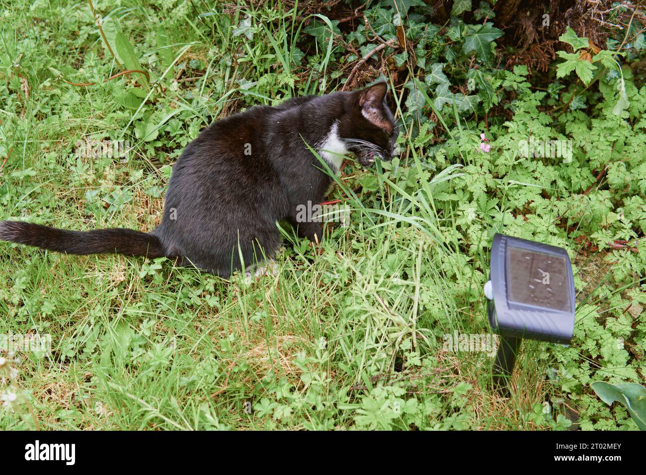 Junge schwarz-weiße Katze, die vor Ultraschall-Katzenabwehrmittel in einem grünen Garten sitzt. Stockfoto