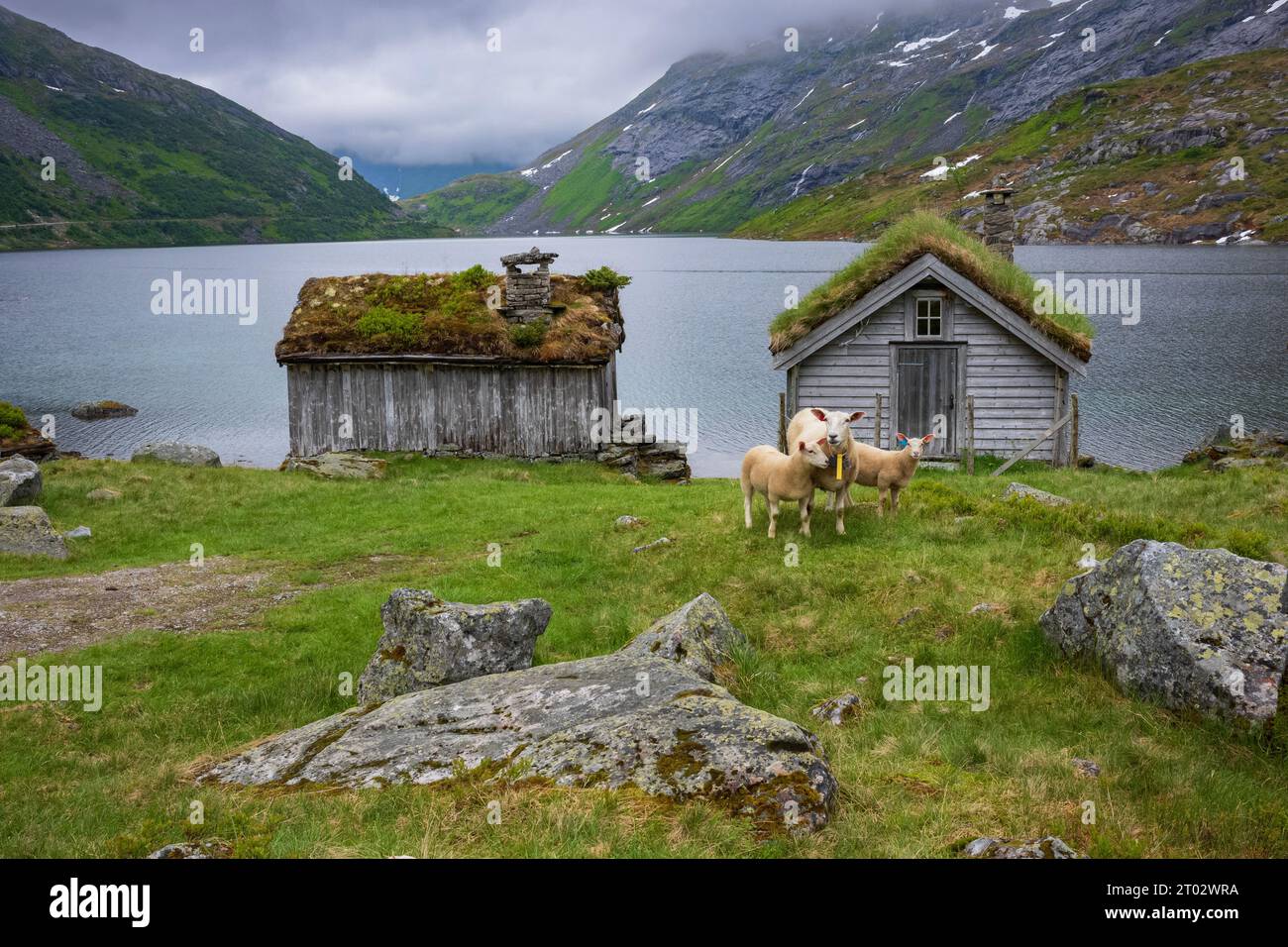 Schafe ernähren sich von Gras in der Nähe eines Flusses entlang der norwegischen Route Gaularfjellet zwischen Moskog und Balestrand während eines stürmischen Tages. Ein altes Häuschen mit Stockfoto