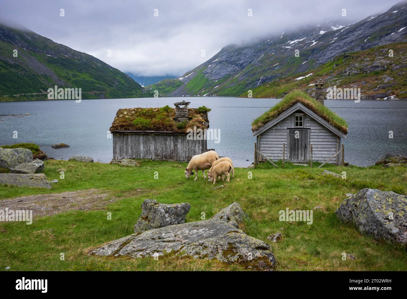 Schafe ernähren sich von Gras in der Nähe eines Flusses entlang der norwegischen Route Gaularfjellet zwischen Moskog und Balestrand während eines stürmischen Tages. Ein altes Häuschen mit Stockfoto