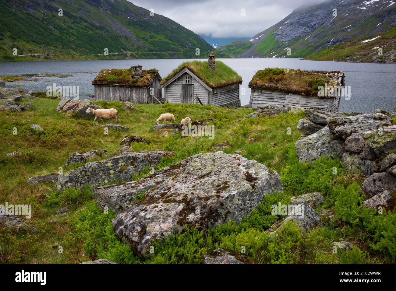 Schafe ernähren sich von Gras in der Nähe eines Flusses entlang der norwegischen Route Gaularfjellet zwischen Moskog und Balestrand während eines stürmischen Tages. Ein altes Häuschen mit Stockfoto