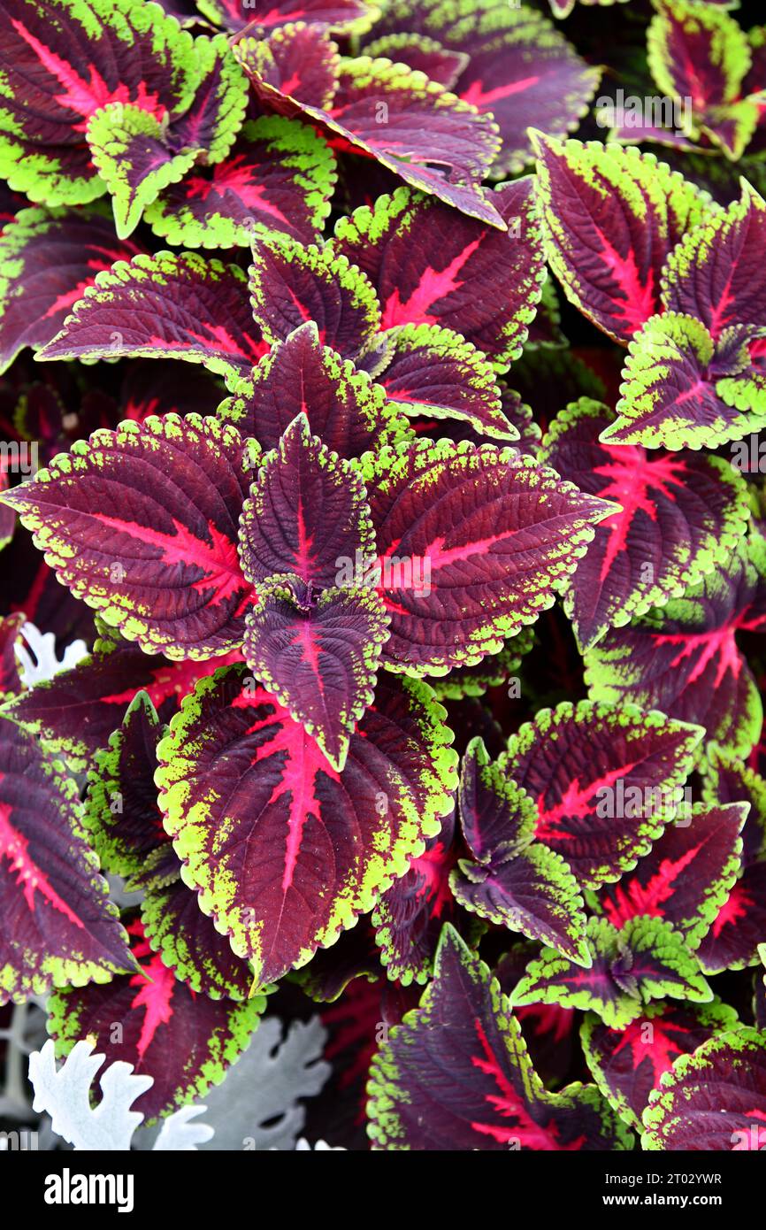 Coleus auf einem wunderschön bepflanzten Blumenbeet Stockfoto
