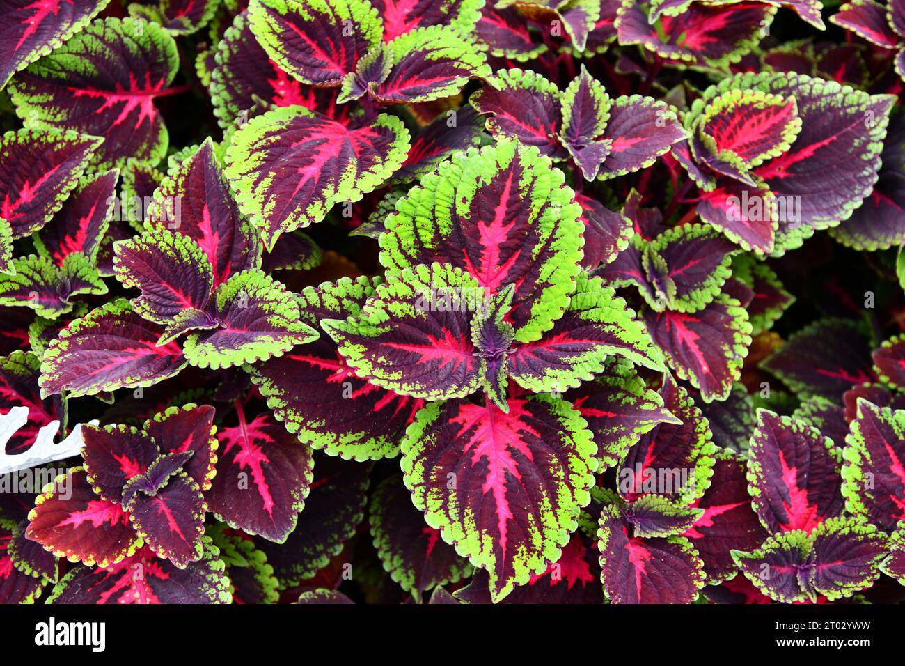 Coleus auf einem wunderschön bepflanzten Blumenbeet Stockfoto