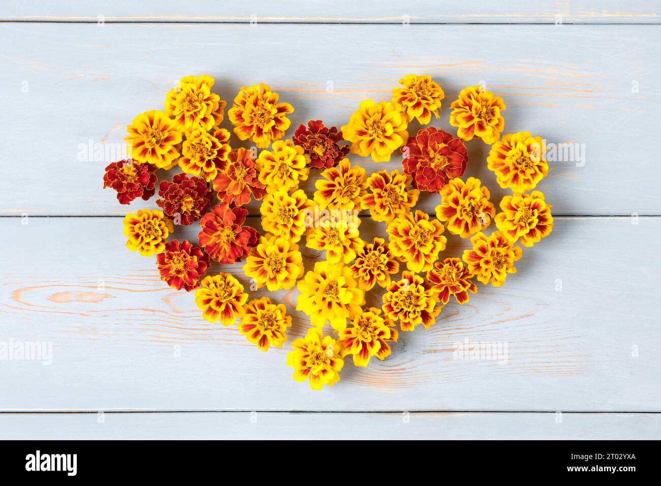 Happy Herbstkonzept. Ringelblumen in Form eines orangen Herzens auf blauem Holztisch. Herbstkomposition, Postkarte, flach liegend, Draufsicht Stockfoto
