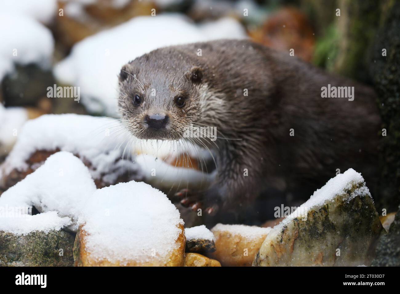 Eurasischer Otter, Lutra lutra, Detailporträt Wassertier im Winternaturraum, Deutschland Stockfoto