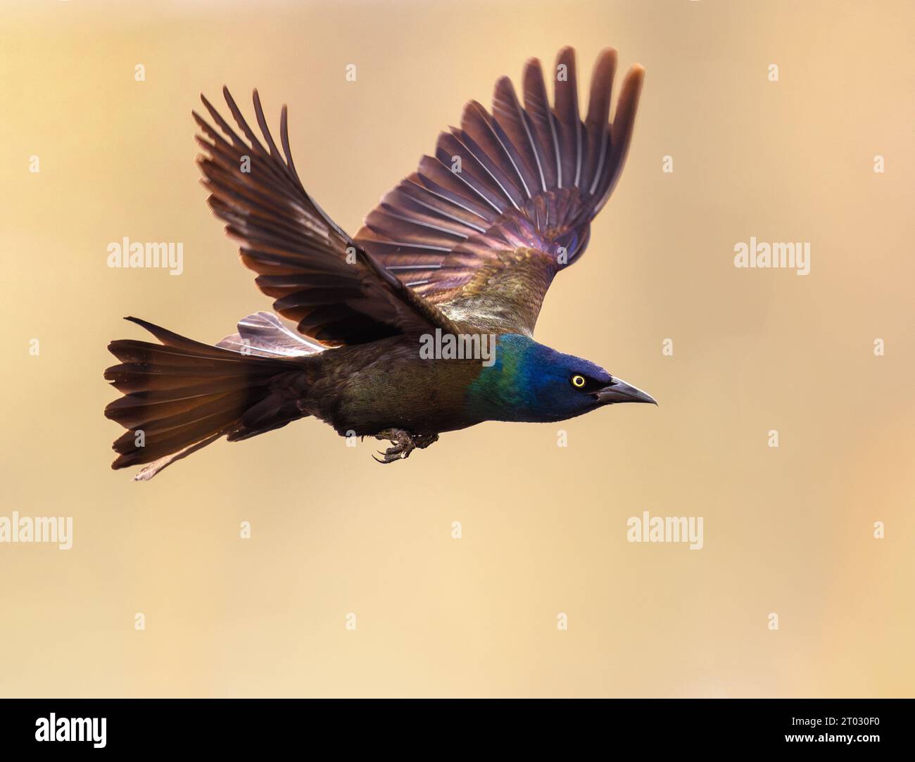 Ein Grackle mit wunderschönen Federfarben, die aus nächster Nähe im Flug gefangen werden. Stockfoto
