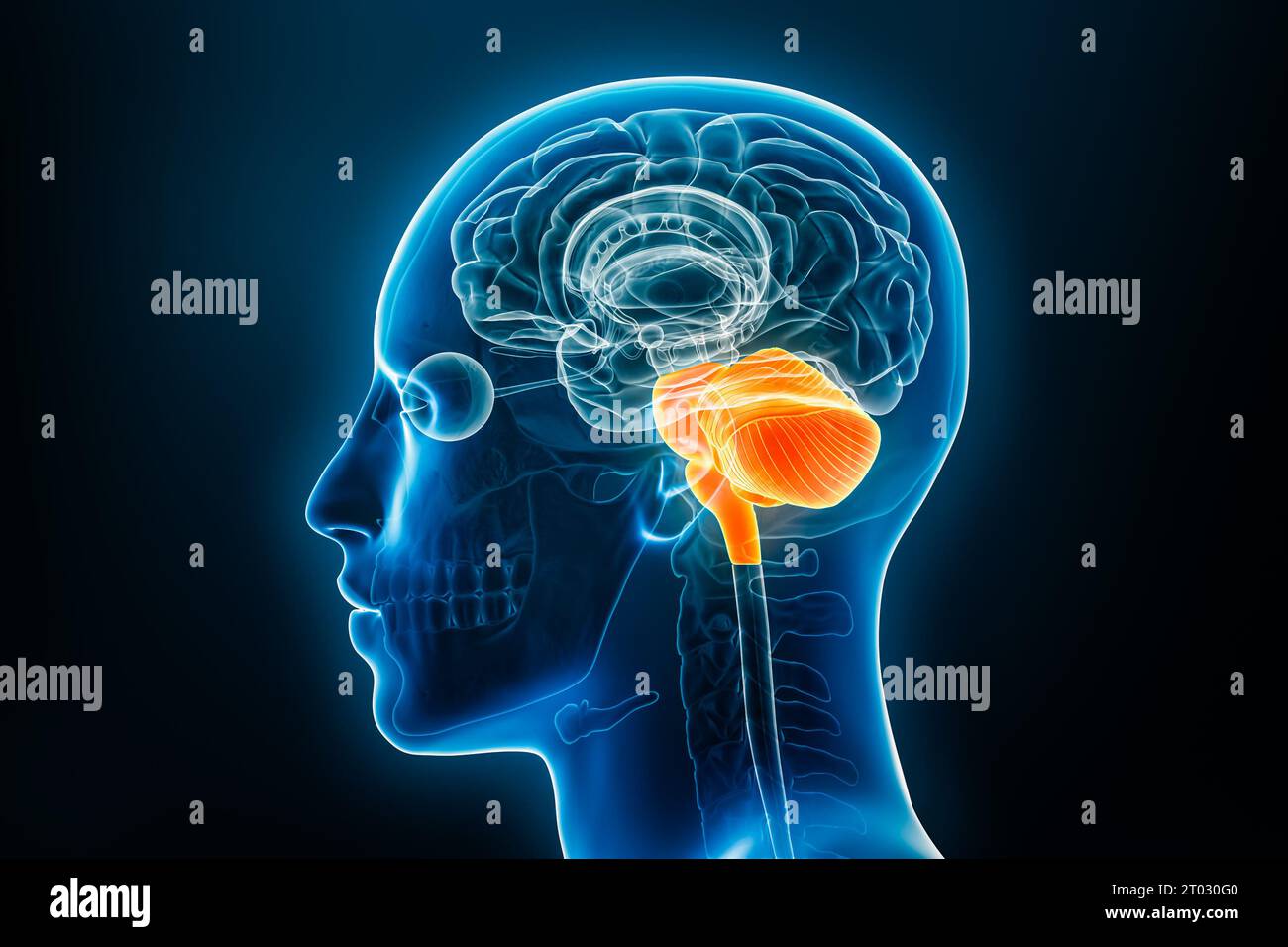 Hindhirn oder Unterhirn oder Rhombencephalon mit Medulla, Pons und Kleinhirn-3D-Darstellung. Anatomie des menschlichen Körpers, Medizin, Biologie, sc Stockfoto