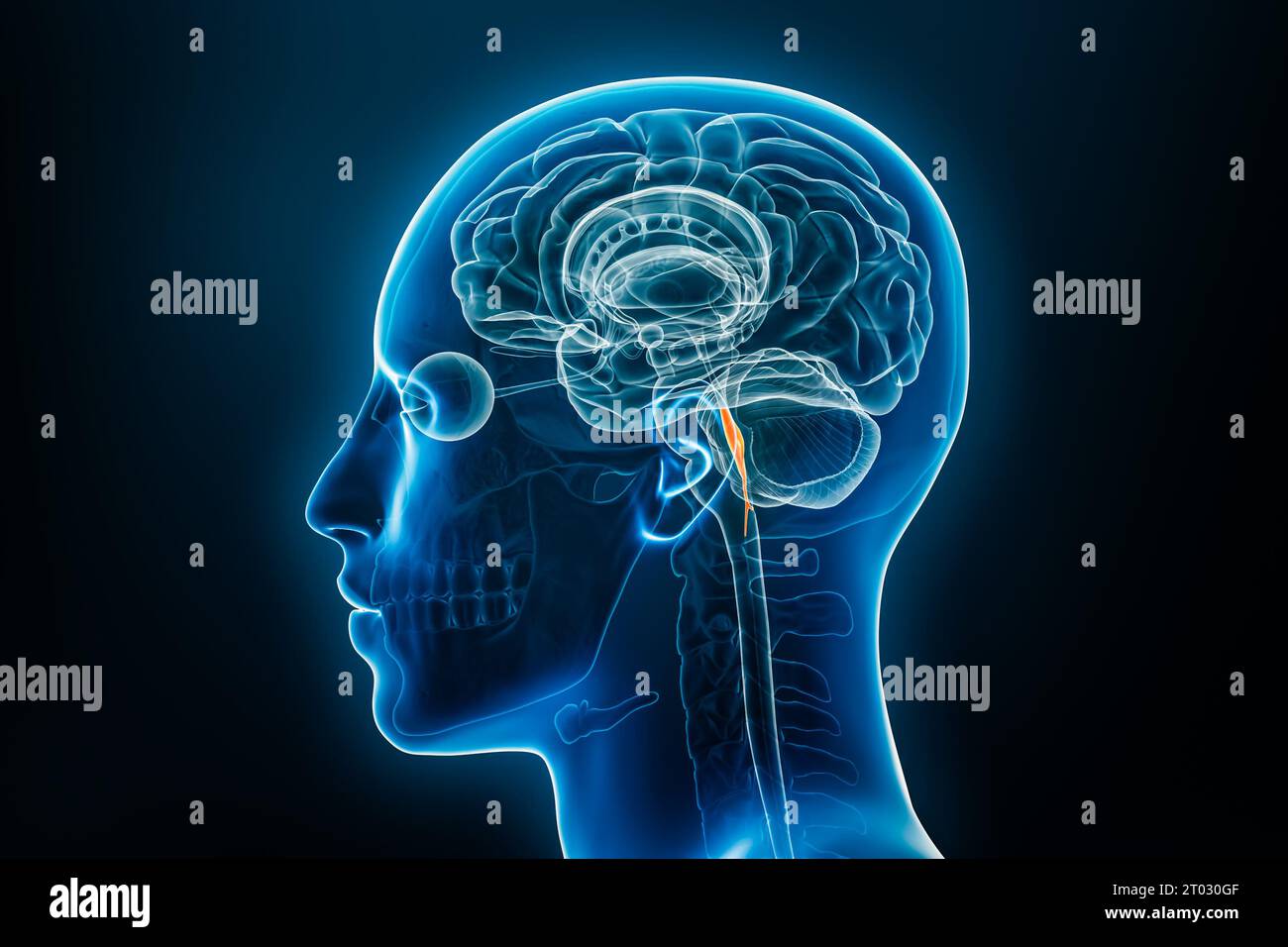 Röntgenprofilansicht der 3D-Darstellung des vierten Ventrikels des Gehirns. Anatomie des menschlichen Körpers und des Nervensystems, Medizin, Biologie, Wissenschaft, Neuroscie Stockfoto