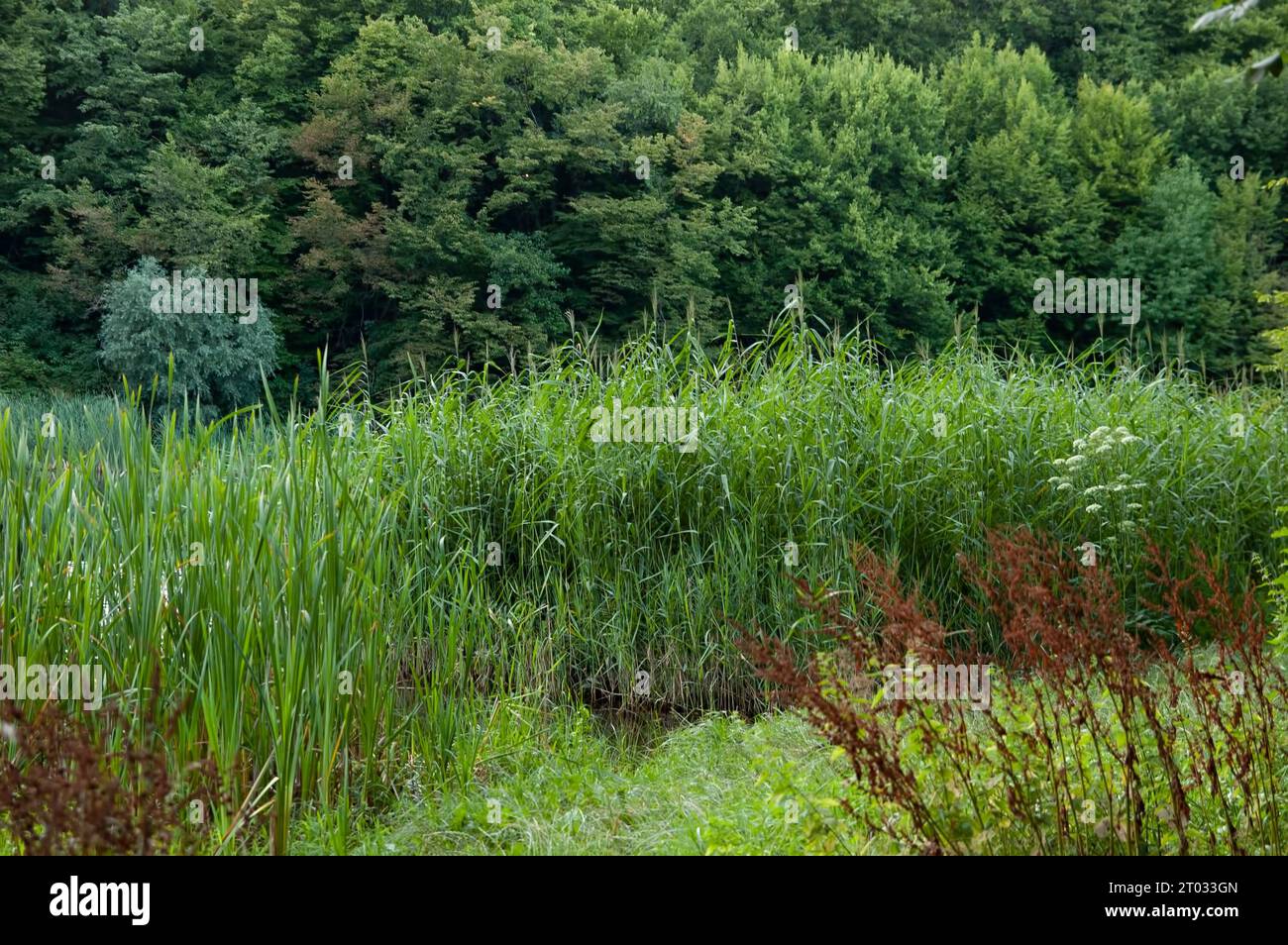 Sommerlandschaft: Grünes Gras, Schilf, Wald im Hintergrund Stockfoto