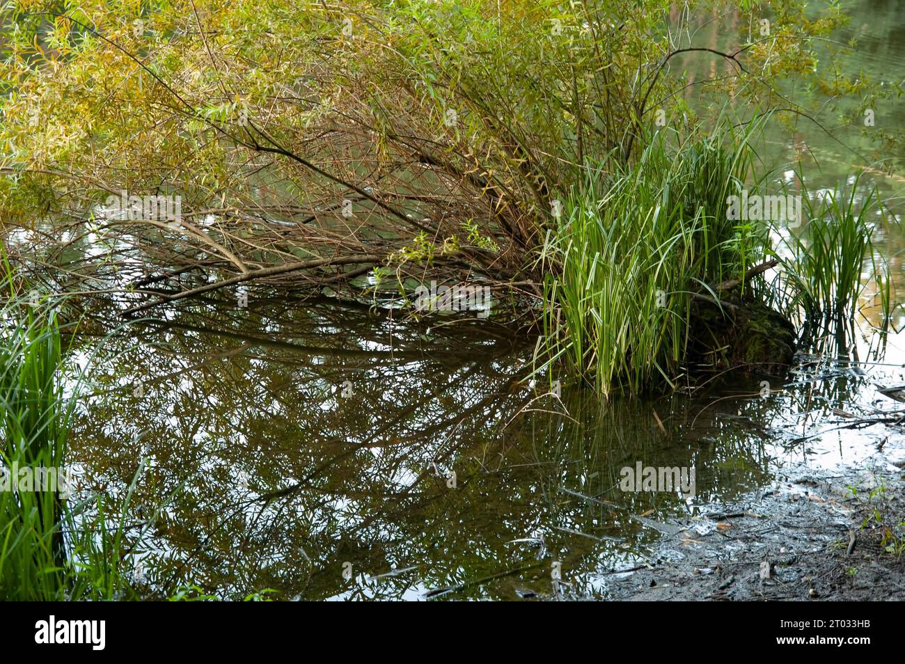 Sommer Hintergrund: Wasser und grünes Schilf Stockfoto