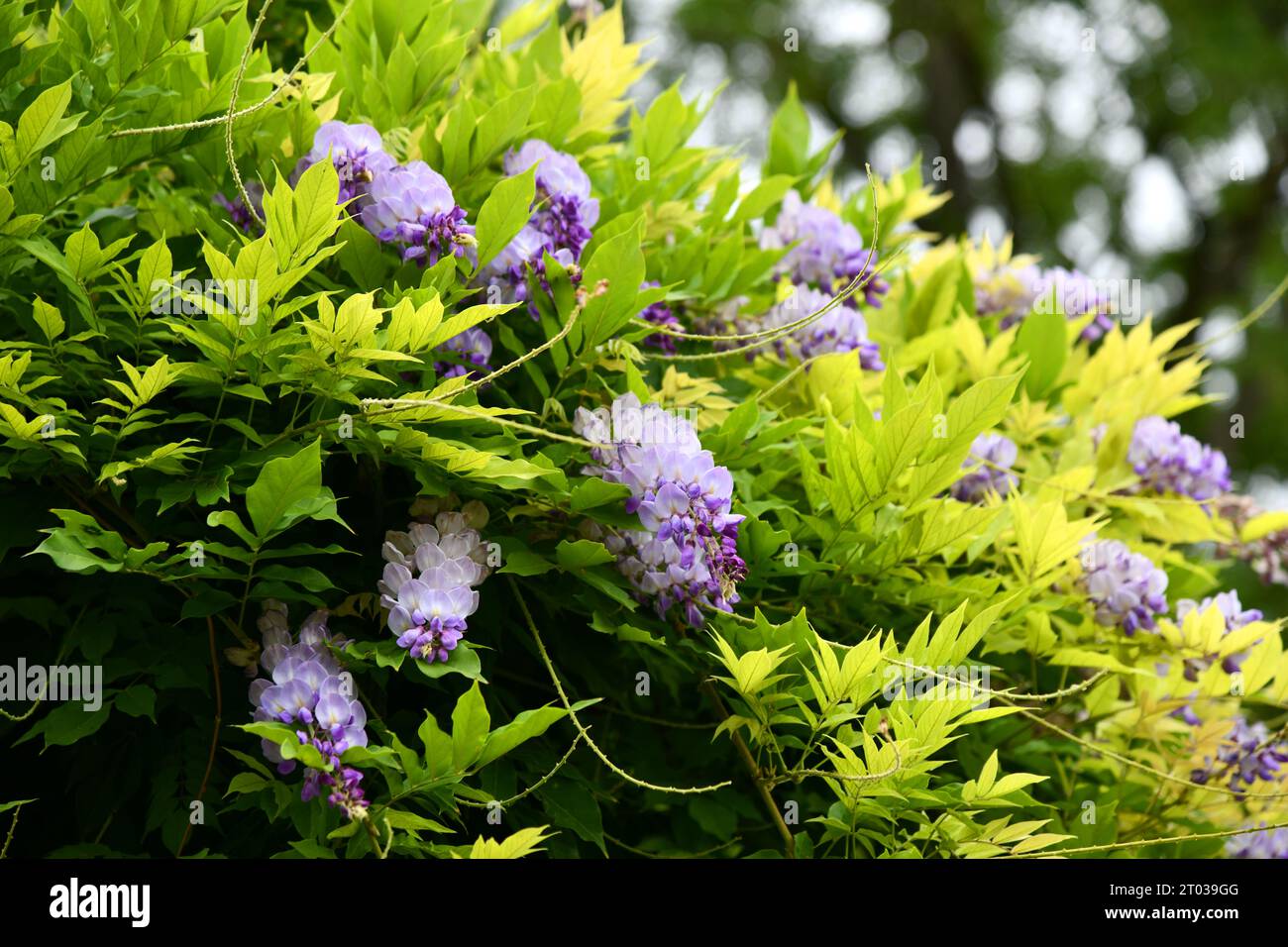 Die Wisteria mit ihrer Secoond, nicht so üppig, blüht im August Stockfoto