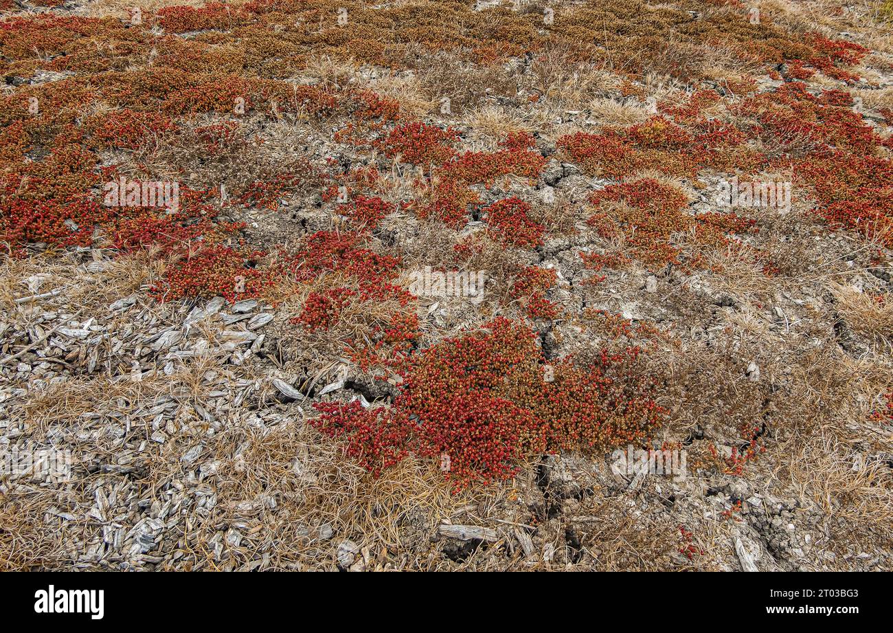 Santa Cruz Island, CA, USA - 14. September 2023: Nahaufnahme, rotes Gestrüpp auf trockenem Cavern Point-Plateau auf trockenem braunem Unkraut und grauen toten Blättern Stockfoto