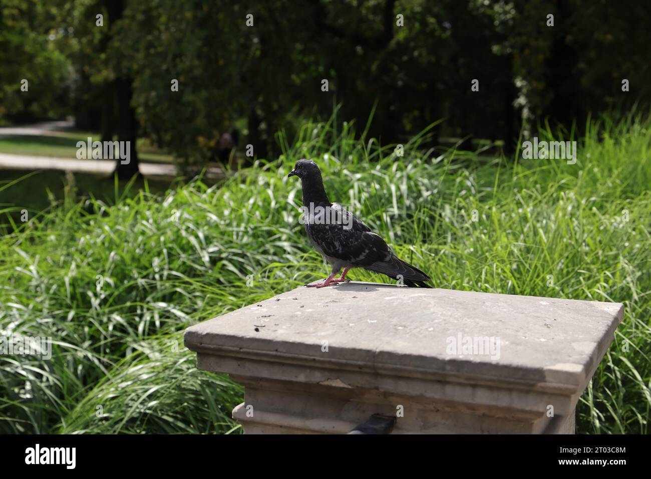 Eine einsame Taube im Stadtpark Stockfoto