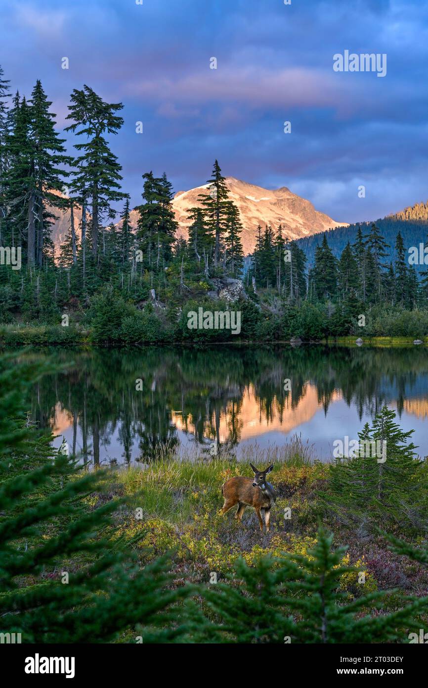 Picture Lake, Mount Baker, Washington, USA Stockfoto