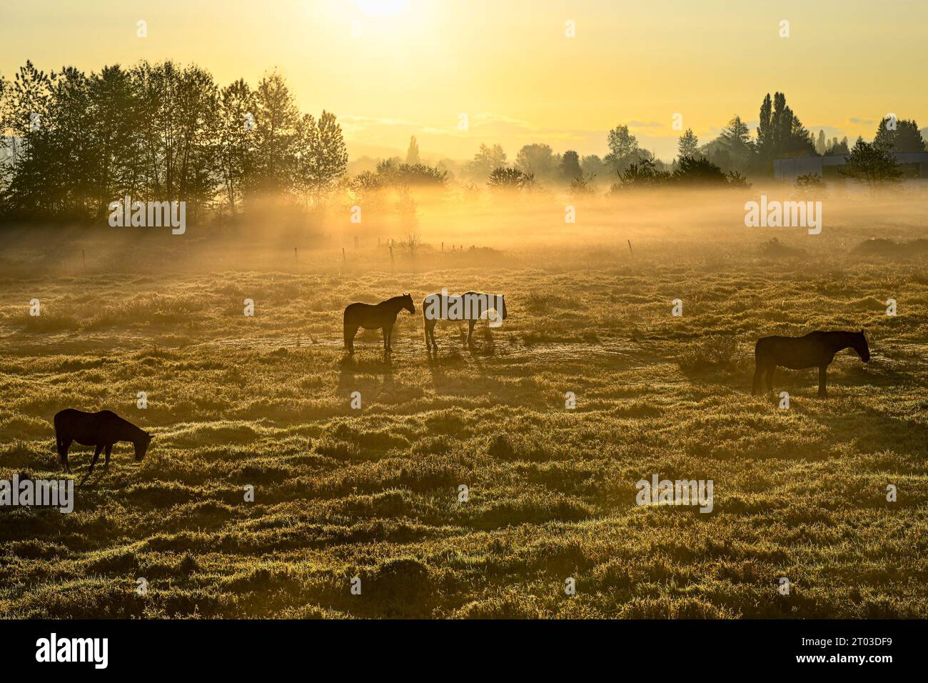 Pferde auf dem Feld am nebeligen Morgen, Maple Ridge, British Columbia, Kanada Stockfoto