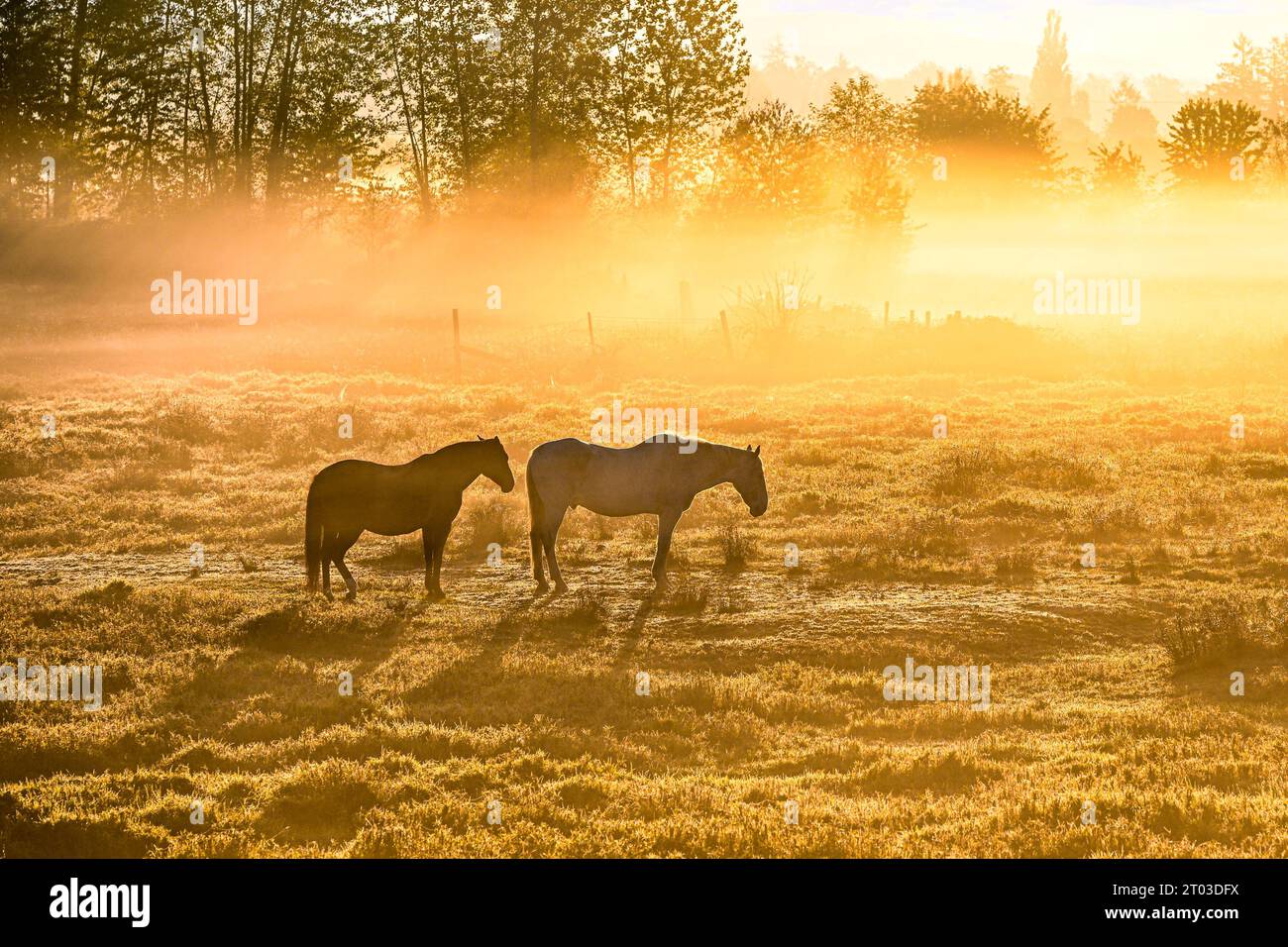 Pferde auf dem Feld am nebeligen Morgen, Maple Ridge, British Columbia, Kanada Stockfoto