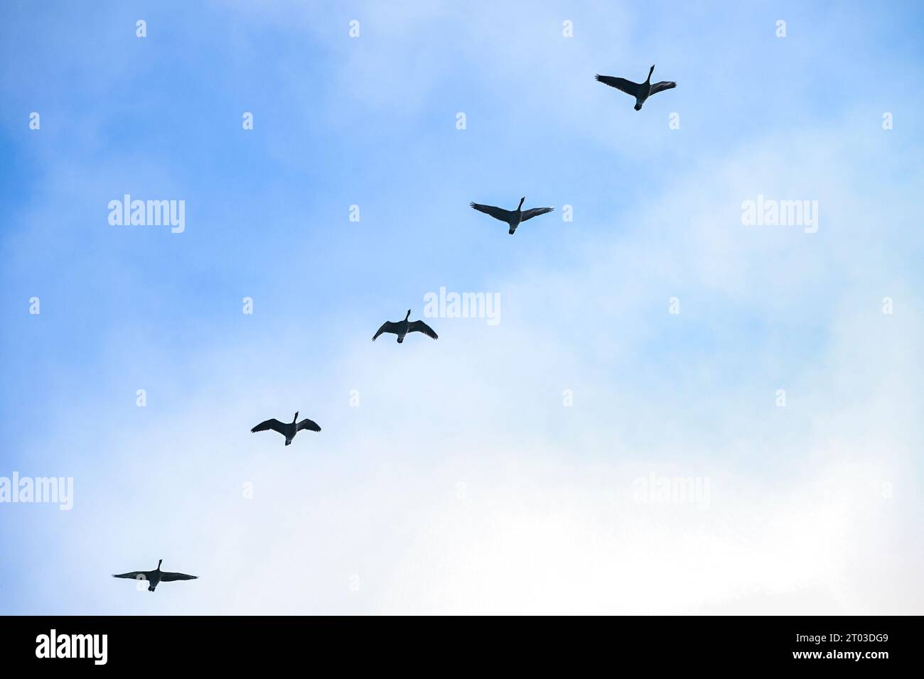 Gänsefliegen, Pitt Meadows, British Columbia, Kanada Stockfoto