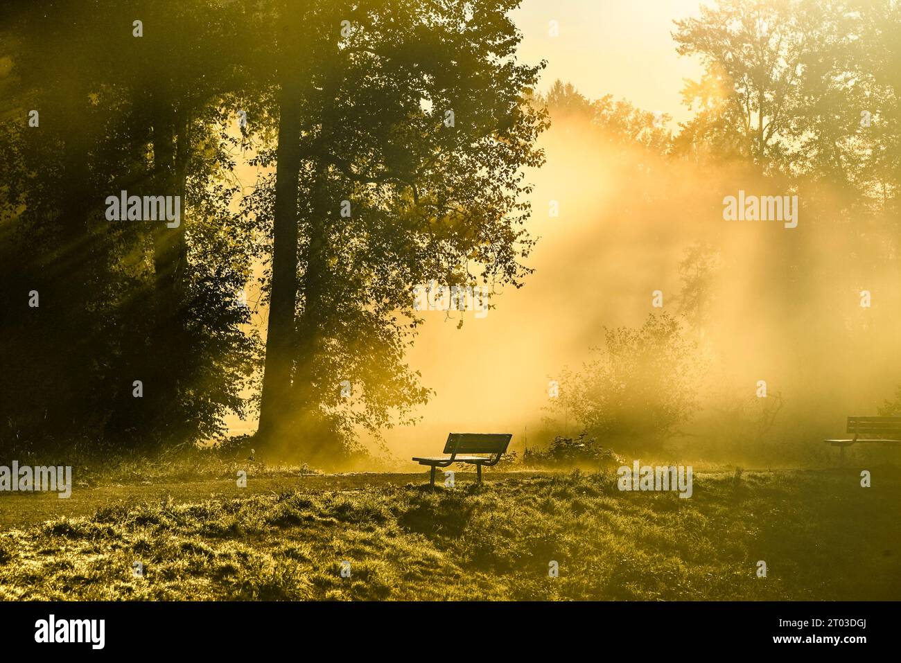 Nebliger Sonnenaufgang, Jerry Sulina Park, Maple Ridge, British Columbia, Kanada Stockfoto