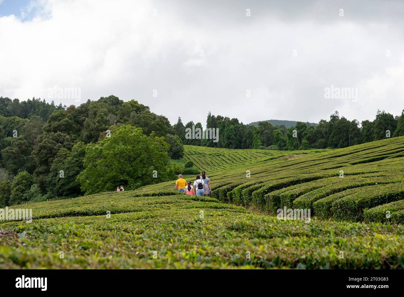 Gruppe von Touristen, die die Teeplantage von Gorreana auf der Insel Sao Miguel auf den Azoren, Portugal, besuchen Stockfoto