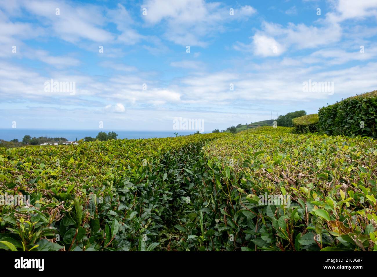 Teeplantage auf der Insel Sao Miguel, Azoren, Portugal Stockfoto