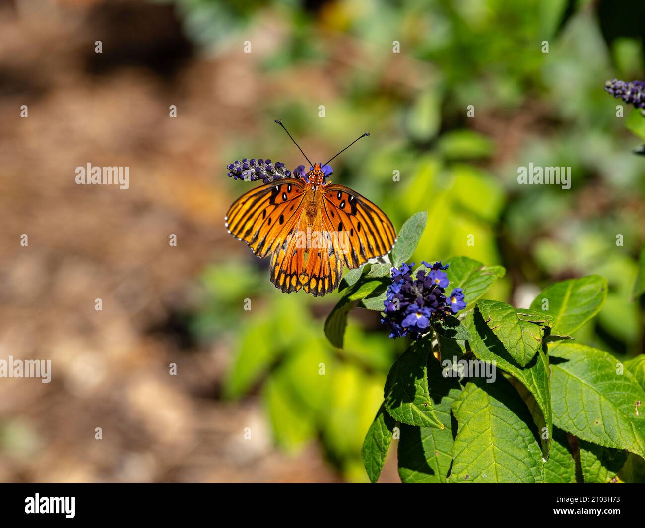 Golf Fritillary Schmetterling, Agraulis Vanillae (Linnaeus), ein orangener Schmetterling mit schwarzen Markierungen. Stockfoto