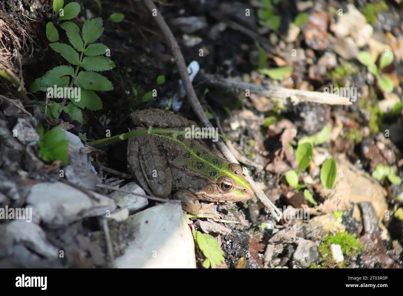 Ein niedlicher brauner und gestreifter Balkan-Wasserfrosch oder griechischer Sumpffrosch mit einem leuchtenden grünen Streifen am Rücken, der in Blättern und feuchtem Boden sitzt Stockfoto